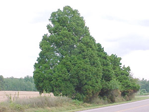 Eastern red cedar trees in landscape